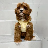 john, a male Cockapoo for sale in New York City, NY – Photo 3 of 8