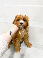 john, a male Cockapoo for sale in New York City, NY – 7 of 8