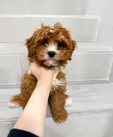 john, a male Cockapoo for sale in New York City, NY – Photo 6 of 8
