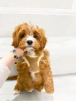 john, a male Cockapoo for sale in New York City, NY – 4 of 8
