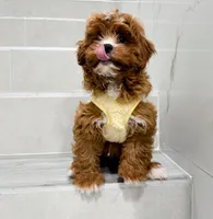 john, a male Cockapoo for sale in New York City, NY – Photo 4 of 8