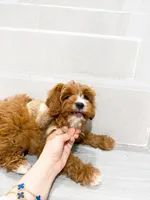 john, a male Cockapoo for sale in New York City, NY – 8 of 8