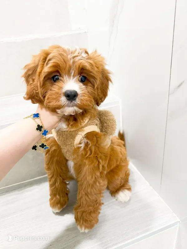 john – Cockapoo puppy for sale in New York City, NY