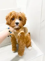 john, a male Cockapoo for sale in New York City, NY – 1 of 8