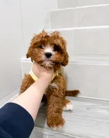 john, a male Cockapoo for sale in New York City, NY – Photo 8 of 8