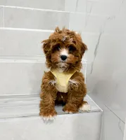 john, a male Cockapoo for sale in New York City, NY – Photo 2 of 8