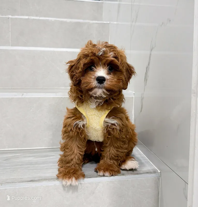 john – Cockapoo puppy for sale in New York City, NY