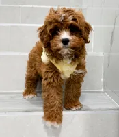 john, a male Cockapoo for sale in New York City, NY – Photo 5 of 8