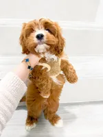john, a male Cockapoo for sale in New York City, NY – 3 of 8