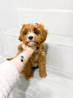 john, a male Cockapoo for sale in New York City, NY – 5 of 8