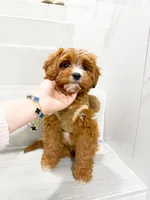 john, a male Cockapoo for sale in New York City, NY – 2 of 8