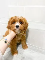 john, a male Cockapoo for sale in New York City, NY – 6 of 8
