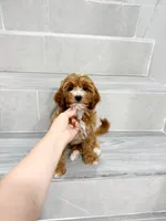 jason, a male Cavapoo for sale in New York City, NY – 2 of 10