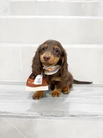 dachshund 2, a male Miniature Dachshund for sale in New York City, NY – 10 of 10
