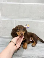 dachshund 4, a male Miniature Dachshund for sale in New York City, NY – 6 of 10