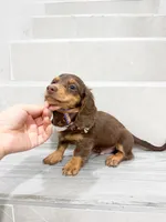 dachshund 3, a male Miniature Dachshund for sale in New York City, NY – 9 of 10
