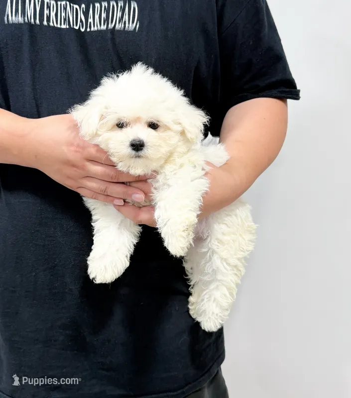 amy – Bichon Frise puppy for sale in New York City, NY