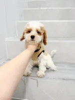 maggie, a female Cavapoo for sale in New York City, NY – 4 of 10