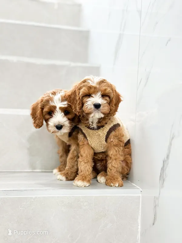 anne – Cavapoo puppy for sale in New York City, NY