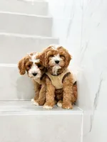 anne, a male Cavapoo for sale in New York City, NY – 1 of 10