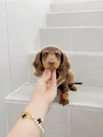 levi, a male Miniature Dachshund for sale in New York City, NY – 6 of 10