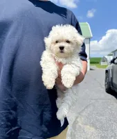 amy, a female Bichon Frise for sale in New York City, NY – 2 of 3