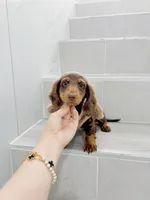 levi, a male Miniature Dachshund for sale in New York City, NY – 9 of 10