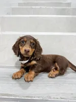 dachshund 3, a male Miniature Dachshund for sale in New York City, NY – 6 of 6