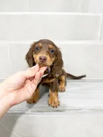 dachshund 3, a male Miniature Dachshund for sale in New York City, NY – 7 of 10