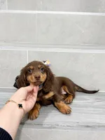 dachshund 4, a male Miniature Dachshund for sale in New York City, NY – 3 of 10