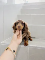 levi, a male Miniature Dachshund for sale in New York City, NY – 4 of 10
