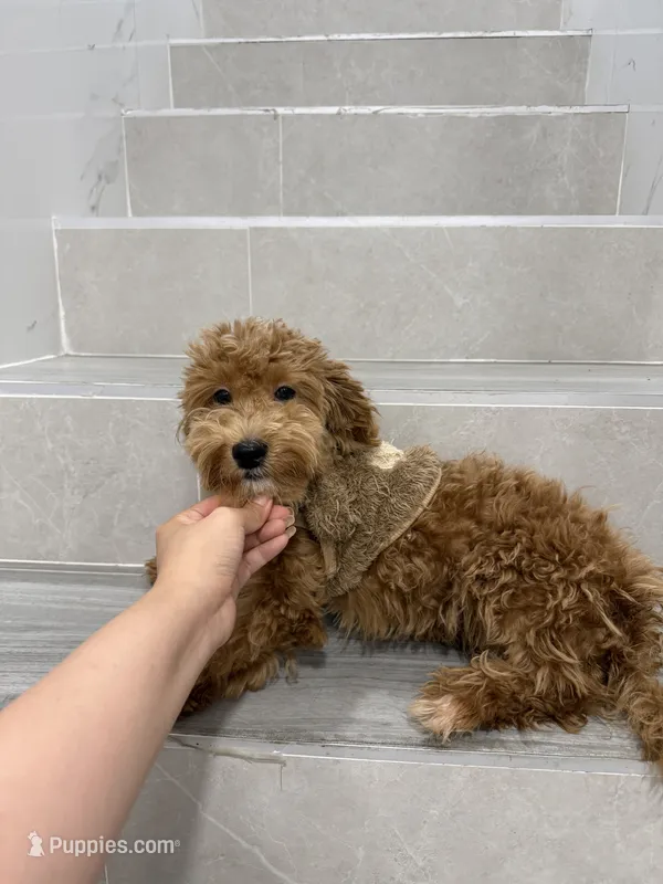 jack – Maltipoo puppy for sale in New York City, NY
