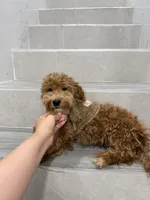 jack, a male Maltipoo for sale in New York City, NY – 1 of 6