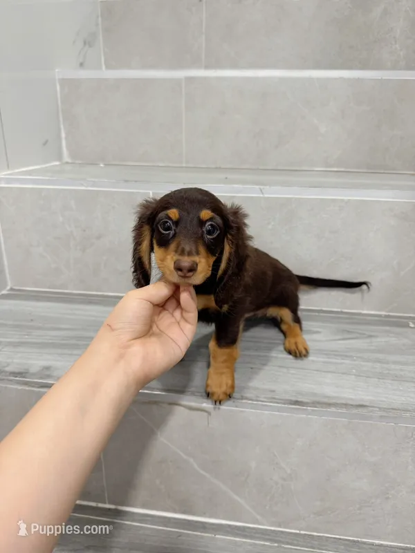 jk – Miniature Dachshund puppy for sale in New York City, NY