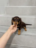 jk, a male Miniature Dachshund for sale in New York City, NY – 1 of 1