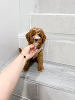 jack, a male Cavapoo for sale in New York City, NY – 6 of 10