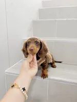 levi, a male Miniature Dachshund for sale in New York City, NY – 8 of 10