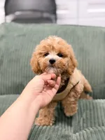 maggie, a female Maltipoo for sale in New York City, NY – 6 of 7
