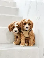 anne, a male Cavapoo for sale in New York City, NY – 7 of 10