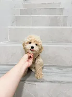 vinn, a male Maltipoo for sale in New York City, NY – 4 of 10