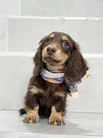 dachshund 1, a male Miniature Dachshund for sale in New York City, NY – 5 of 10