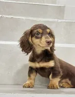 vincent2, a male Miniature Dachshund for sale in New York City, NY – 3 of 4