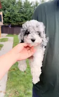 Merle, a female Cockapoo for sale in New York City, NY – 1 of 2