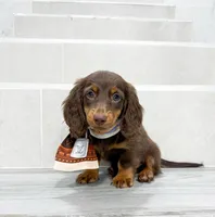 dachshund 2, a male Miniature Dachshund for sale in New York City, NY – 2 of 10