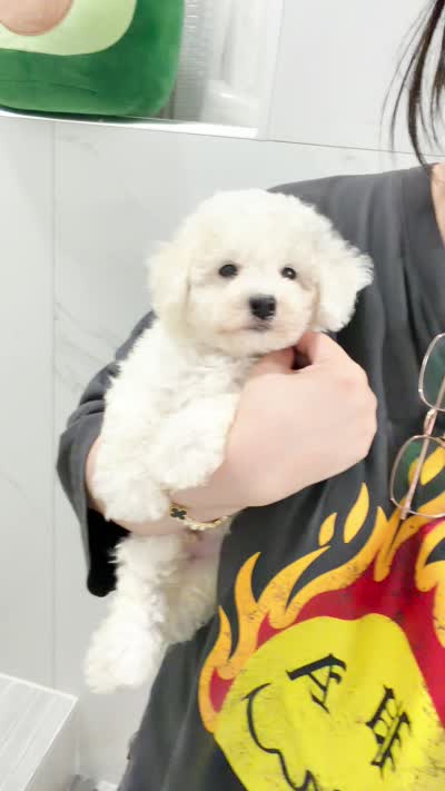 jerry, a male Bichon Frise for sale in New York City, NY – 7 of 7