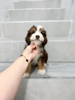 Vincent, a male Miniature Aussiedoodle for sale in New York City, NY – 4 of 4