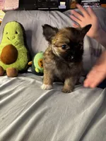 Percy, a male Pomeranian and Pomchi for sale in Villa Rica, GA – Photo 3 of 10