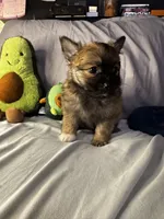 Percy, a male Pomeranian and Pomchi for sale in Villa Rica, GA – Photo 4 of 10