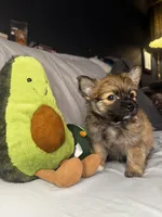 Percy, a male Pomeranian and Pomchi for sale in Villa Rica, GA – Photo 1 of 10