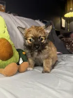 Percy, a male Pomeranian and Pomchi for sale in Villa Rica, GA – Photo 8 of 10